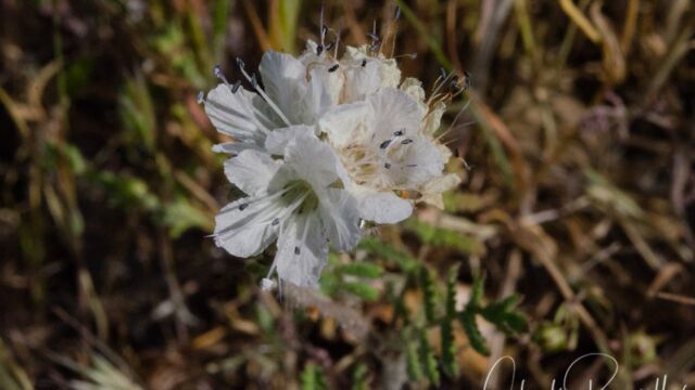 Phacelia distans Common phacelia, Phacelia distans