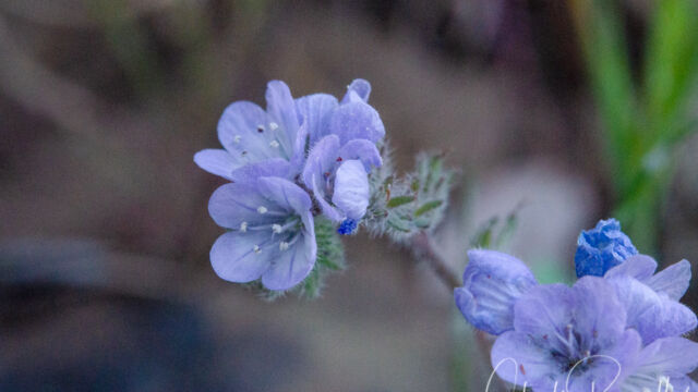 Phacelia breweri Brewer's phacelia, Phacelia breweri