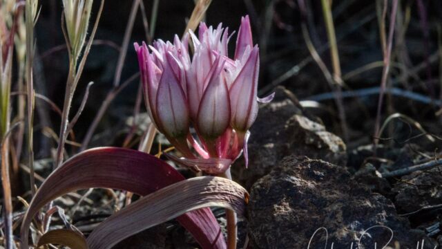 Allium falcifolium Scytheleaf onion, Allium falcifolium