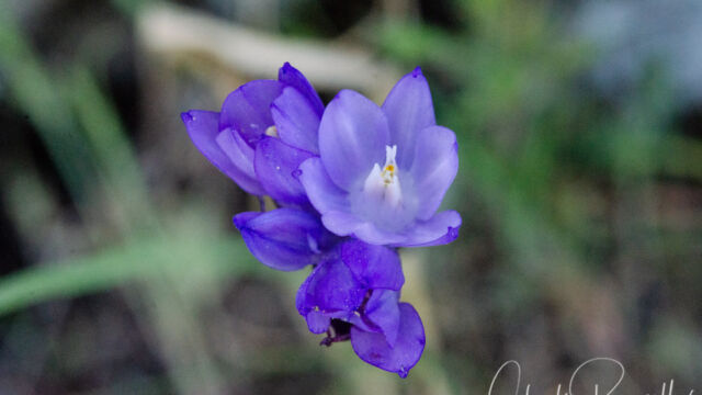 Dichelostemma capitatum Blue dicks, Dichelostemma capitatum