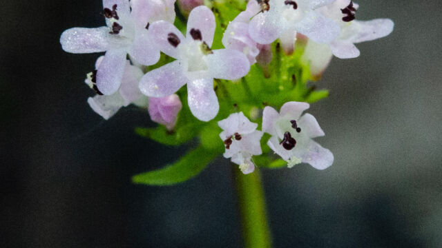 Possibly Plectritis macrocera Plectritis sp,, possibly Plectritis macrocera