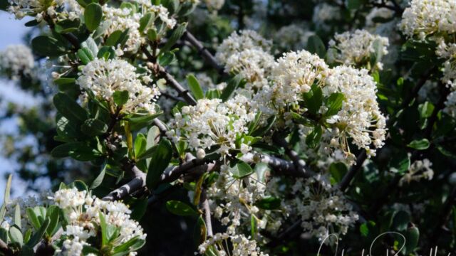 Ceanothus cuneatus var. cuneatus Buck brush, Ceanothus cuneatus var. cuneatus