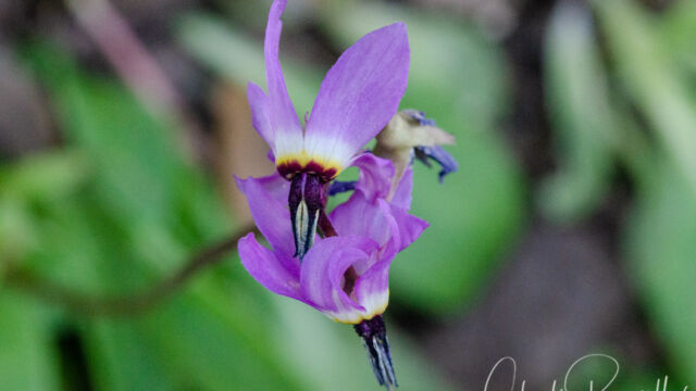 Primula clevelandii Padre's shooting star, Primula clevelandii