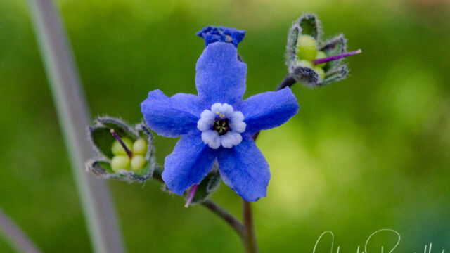 Cynoglossum grande Grand hound's tongue, Cynoglossum grande