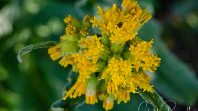 Senecio aronicoides California butterweed, Senecio aronicoides