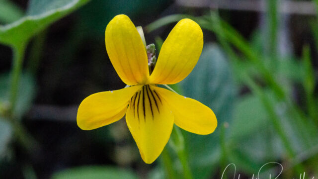 Viola purpurea Goosefoot violet, Viola purpurea