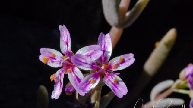 Claytonia gypsophiloides (with aphids) Gypsum spring beauty, Claytonia gypsophiloides