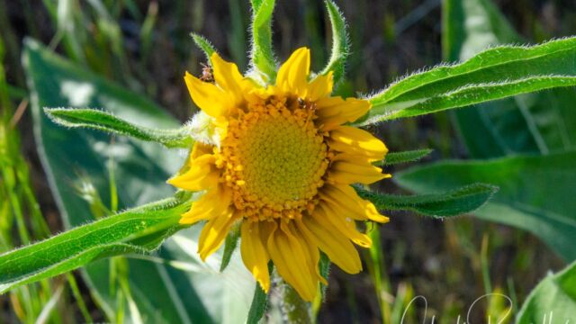 Helianthella castanea CNPS rank 1B.2 Mt. Diablo helianthella, Helianthella castanea