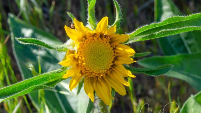 Helianthella castanea   CNPS rank 1B.2 Mt. Diablo helianthella, Helianthella castanea