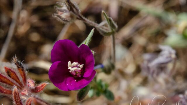 Clarkia purpurea Winecup clarkia, Clarkia purpurea
