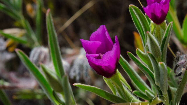 Clarkia purpurea Winecup clarkia, Clarkia purpurea