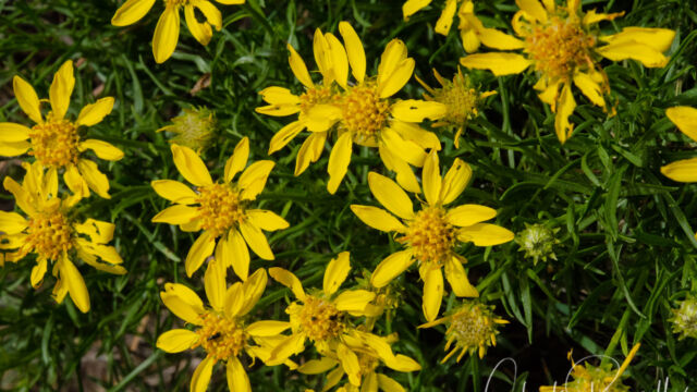 Ericameria linearifolia Interior goldenbush, Ericameria linearifolia