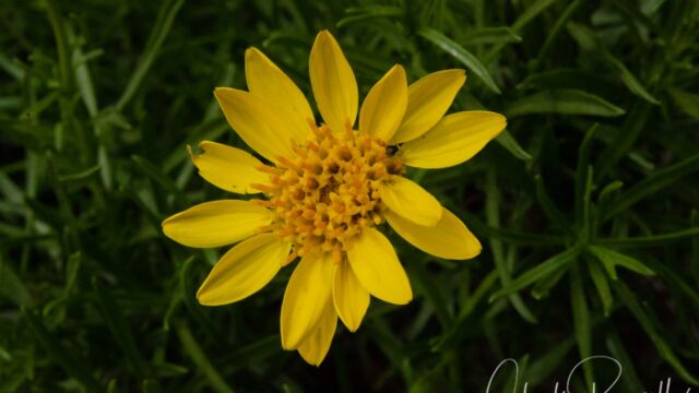Ericameria linearifolia Interior goldenbush, Ericameria linearifolia