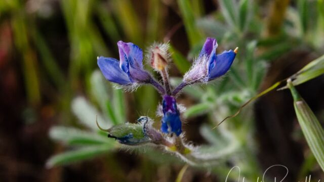 Lupinus bicolor Miniature lupine, Lupinus bicolor