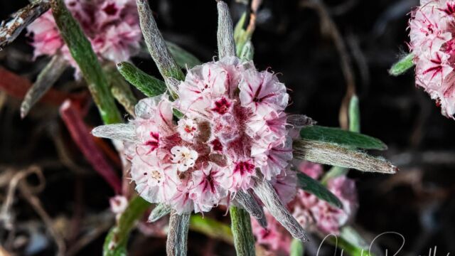 Chorizanthe membranacea Pink spineflower, Chorizanthe membranacea