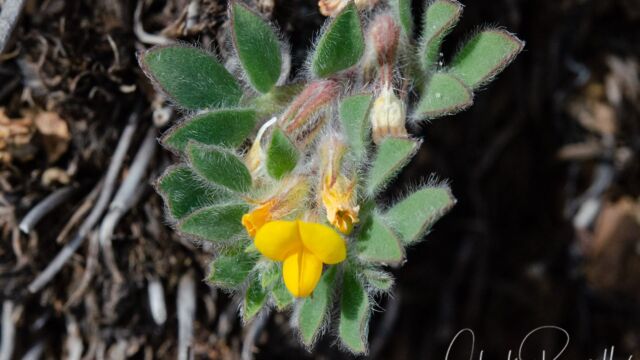 Acmispon wrangelianus Chilean trefoil, Acmispon wrangelianus