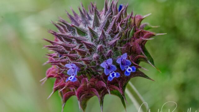 Salvia columbariae Chia, Salvia columbariae