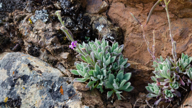 Boechera breweri ssp. breweri Brewer's rockcress, Boechera breweri ssp. breweri