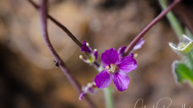 Boechera breweri ssp. breweri Brewer's rockcress, Boechera breweri ssp. breweri