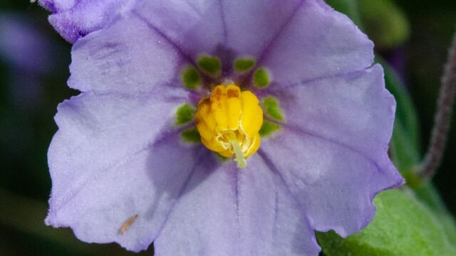 Solanum umbelliferum Blue witch, Solanum umbelliferum