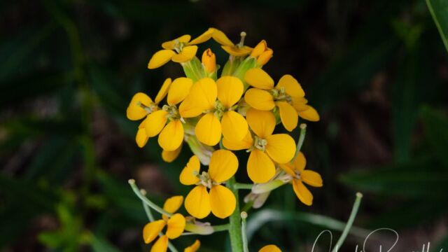 Erysimum capitatum Western wallflower, Erysimum capitatum