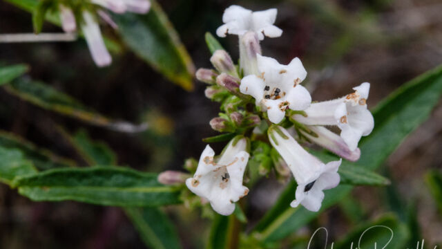 Eriodictyon californicum California yerba santa, Eriodictyon californicum
