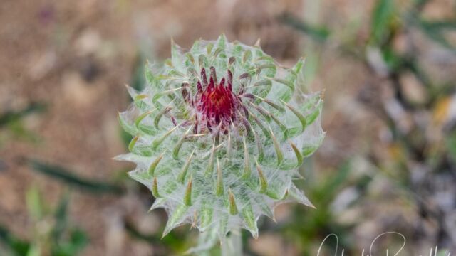 Cirsium occidentale Cobweb thistle, Cirsium occidentale
