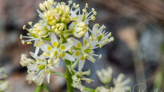 oxicoscordion fremontii Fremont's death camas, Toxicoscordion fremontii