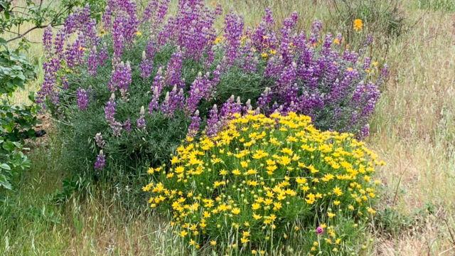 Interior goldenbush, Ericameria linearifolia and Silver bush lupine, Lupinus albifrons Interior goldenbush and Silver bush lupine