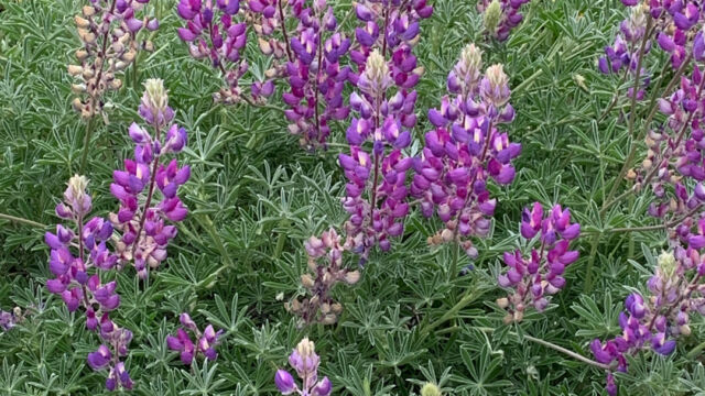 Lupinus albifrons Silver bush lupine, Lupinus albifrons