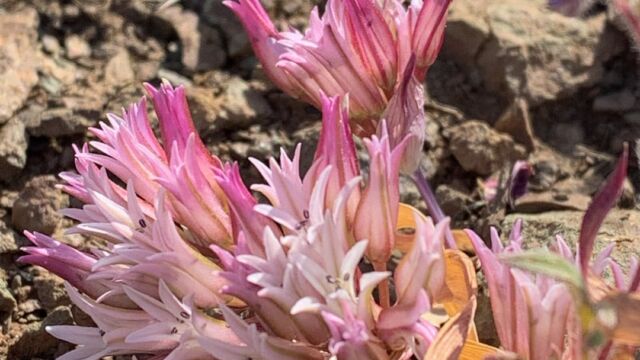Allium falcifolium Scytheleaf onion, Allium falcifolium