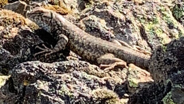 Sceloporus graciosus Sagebrush lizard, Sceloporus graciosus