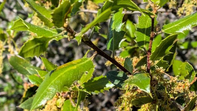 Quercus wislizeni Interior live oak, Quercus wislizeni