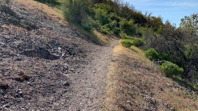 Mt Diablo Mary Bowerman trail