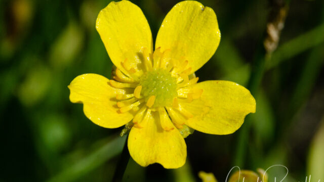 Ranunculus alismifolius Water plantain buttercup, Ranunculus alismifolius
