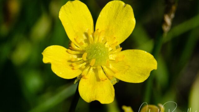 Ranunculus alismifolius Water plantain buttercup, Ranunculus alismifolius