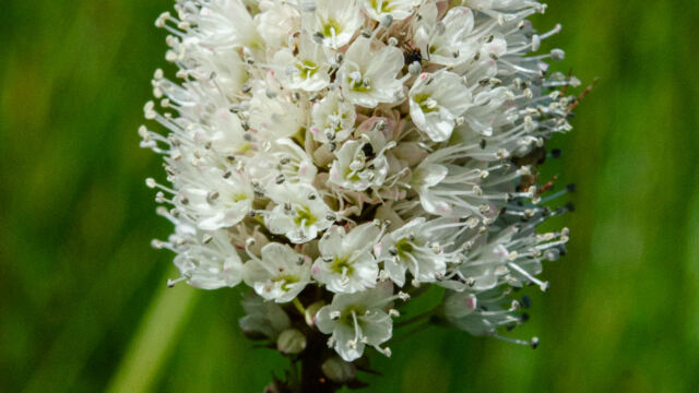 Bistorta bistortoides American bistort, Bistorta bistortoides