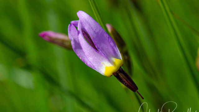 Primula tetrandra Alpine shooting star, Primula tetrandra