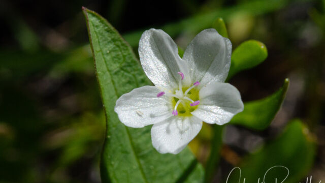 Montia chamissoi Toad lily, Montia chamissoi