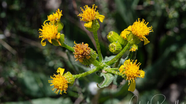 Senecio integerrimus Mountain butterweed, Senecio integerrimus