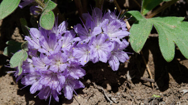 Hydrophyllum alpestre Alpine breeches, Hydrophyllum alpestre