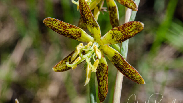 Fritillaria atropurpurea Spotted fritillary, Fritillaria atropurpurea