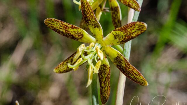 Fritillaria atropurpurea Spotted fritillary, Fritillaria atropurpurea