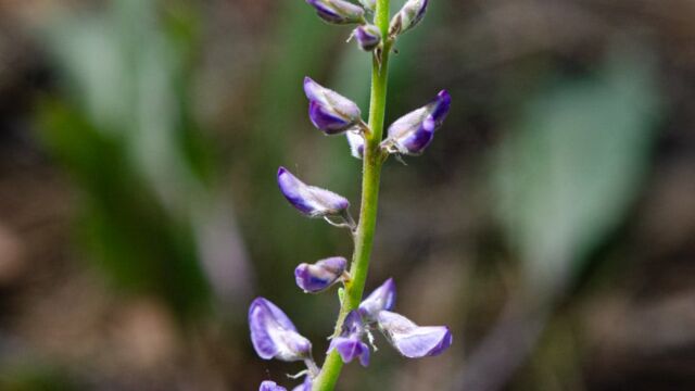 Lupinus argenteus but not sure Lupine spp., possibly Lupinus argenteus