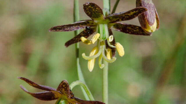 Fritillaria atropurpurea Spotted fritillary, Fritillaria atropurpurea