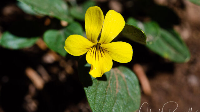 Viola purpurea Goosefoot violet, Viola purpurea