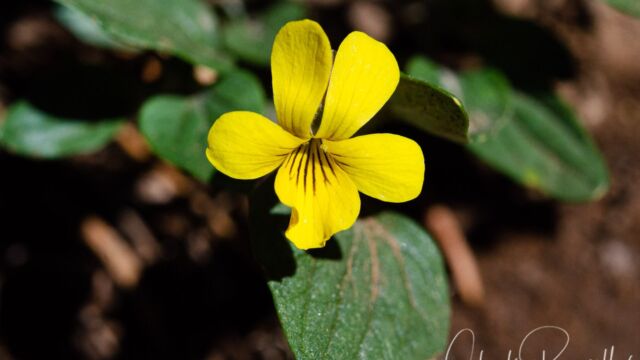 Viola purpurea Goosefoot violet, Viola purpurea