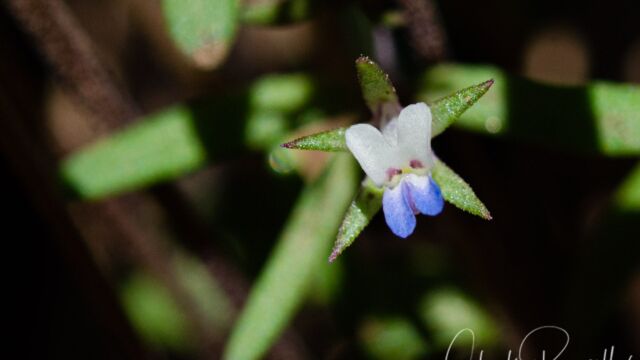 Collinsia parviflora Few flowered blue eyed mary, Collinsia parviflora