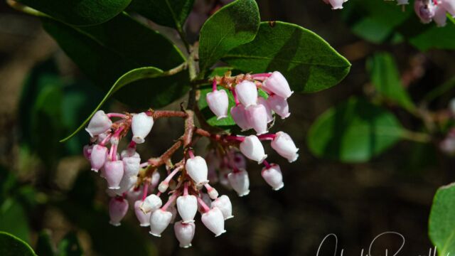 Arctostaphylos patula Green leaf manzanita, Arctostaphylos patula