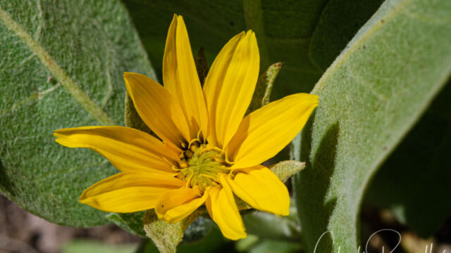 Wyethia mollis Woolly mule ears, Wyethia mollis